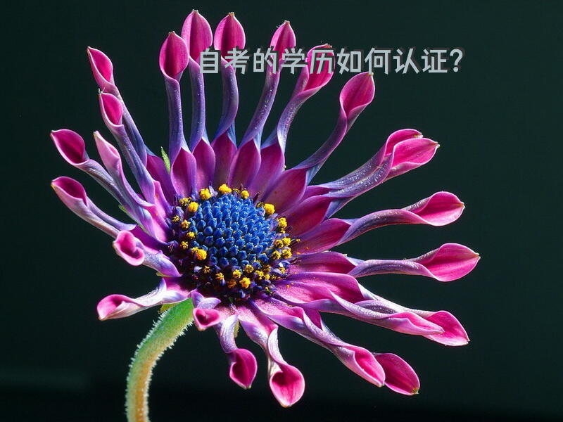 高等教育自学考试怎么申请学历在线验证报告？