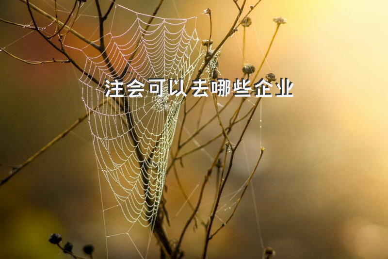 注会可以去哪些企业