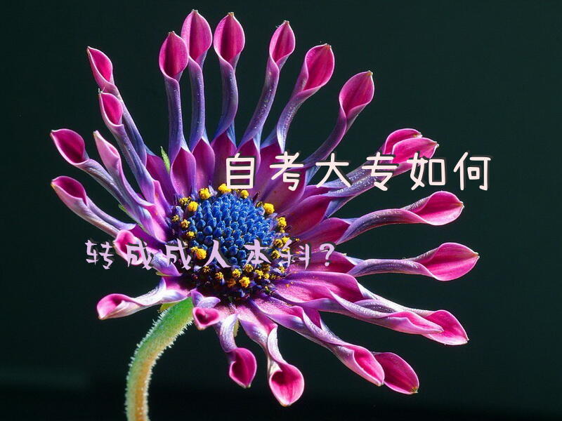 自考大专如何转成成人本科？